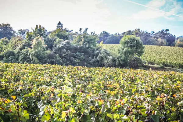 Vista Del Viñedo Desde Reims Zona Champagne Francia —  Fotos de Stock