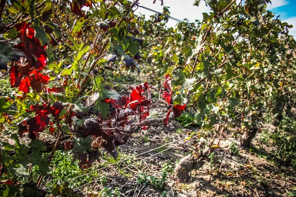 Вид Виноградник Реймс Области Шале Франции — стоковое фото