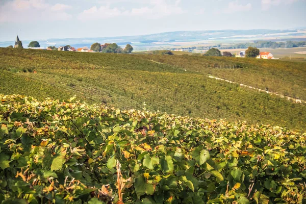 Szőlőskert Tól Reims Champagne Terület Franciaország Megtekintése — Stock Fotó