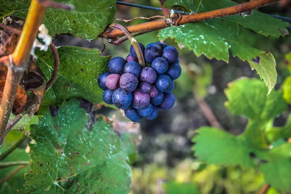 Вид Виноградник Реймс Области Шале Франции — стоковое фото