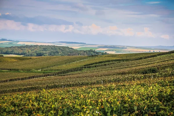 Szőlőskert Tól Reims Champagne Terület Franciaország Megtekintése — Stock Fotó