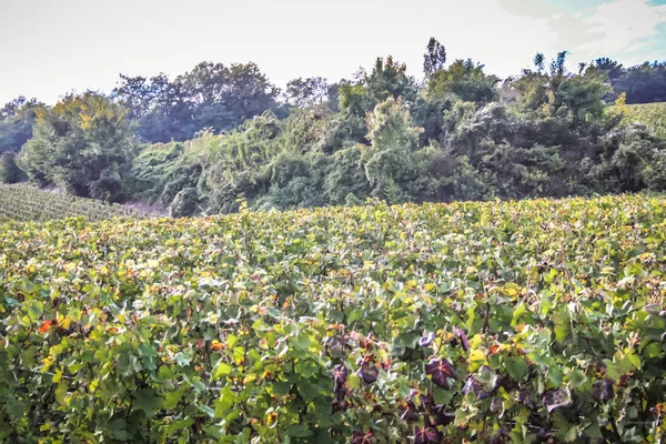 Vista Del Viñedo Desde Reims Zona Champagne Francia —  Fotos de Stock