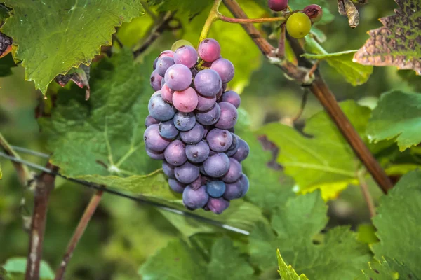 Szőlőskert Tól Reims Champagne Terület Franciaország Megtekintése — Stock Fotó