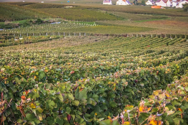 Vista Del Viñedo Desde Reims Zona Champagne Francia — Foto de Stock