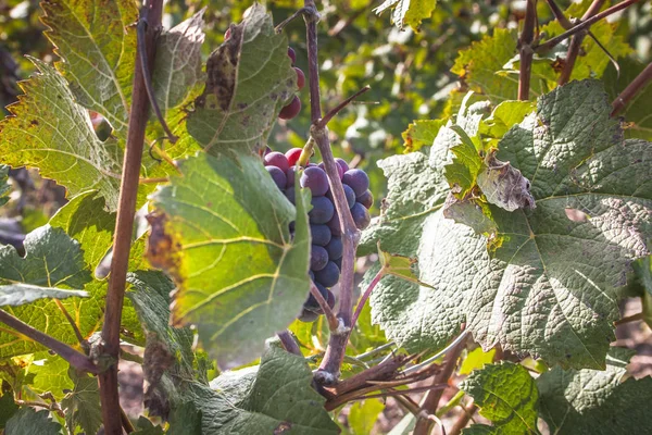 Szőlőskert Tól Reims Champagne Terület Franciaország Megtekintése — Stock Fotó