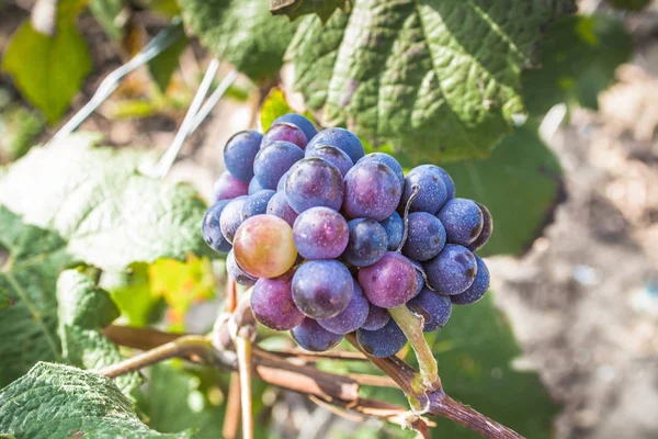 Veduta Del Vigneto Reims Champagne Francia — Foto Stock