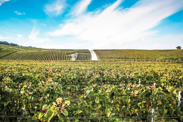 Vista Del Viñedo Desde Reims Zona Champagne Francia — Foto de Stock