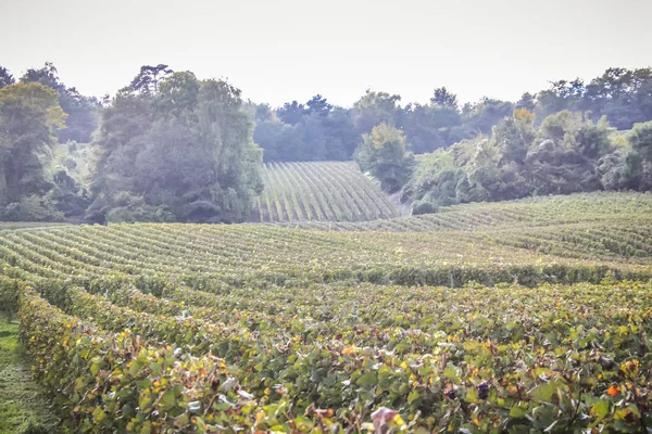 从兰斯在法国香槟地区的葡萄园景观 — 图库照片