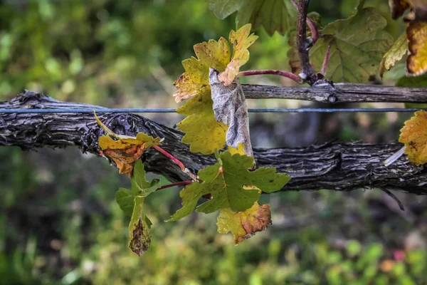 View Vineyard Reims Champagne Area France — Stock Photo, Image