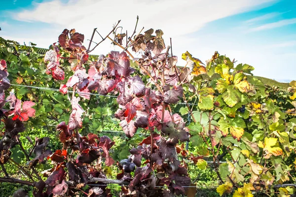 Blick Auf Den Weinberg Von Reims Champagnergebiet Frankreich — Stockfoto