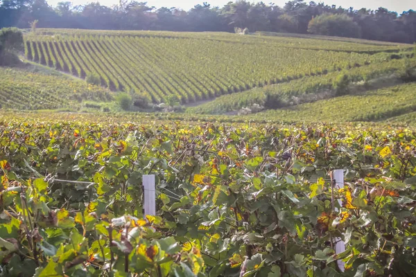 从兰斯在法国香槟地区的葡萄园景观 — 图库照片