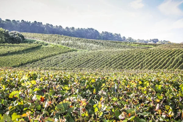 Vista Vinha Reims Área Champagne França — Fotografia de Stock