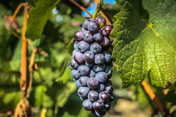 Blick Auf Den Weinberg Von Reims Champagnergebiet Frankreich — Stockfoto