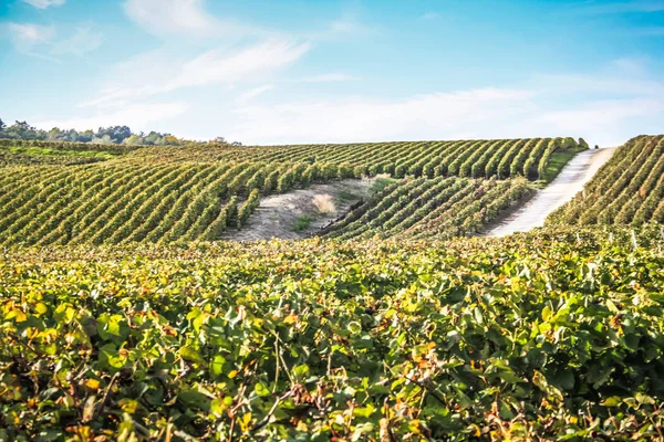 View Vineyard Reims Champagne Area France — Stock Photo, Image