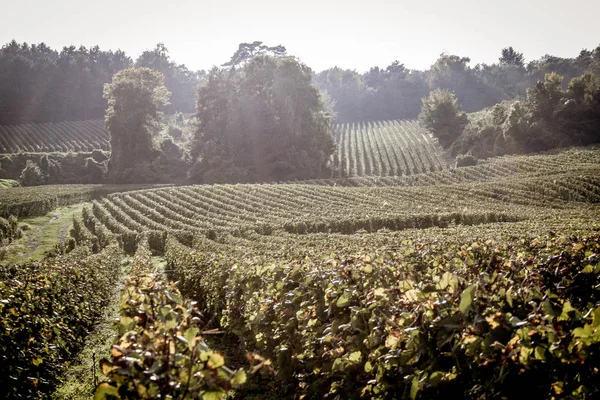 View Vineyard Reims Champagne Area France — Stock Photo, Image