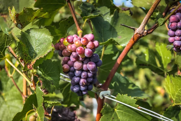 Utsikt Över Vingården Från Reims Champagne Inom Frankrike — Stockfoto