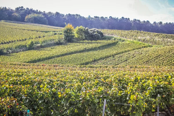 Vista Del Viñedo Desde Reims Zona Champagne Francia — Foto de Stock