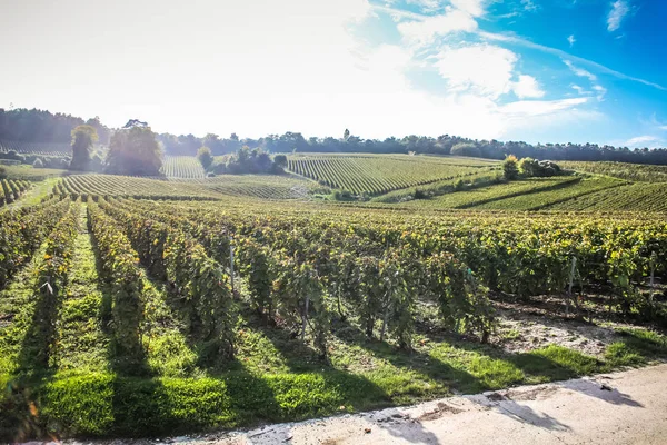 View Vineyard Reims Champagne Area France — Stock Photo, Image