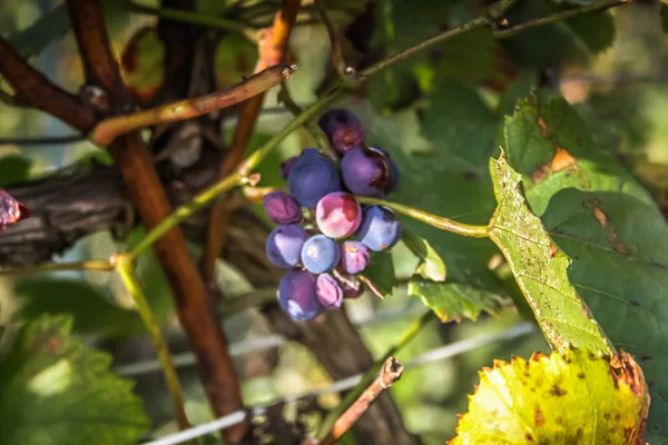 View Vineyard Reims Champagne Area France — Stock Photo, Image