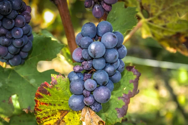 Szőlőskert Tól Reims Champagne Terület Franciaország Megtekintése — Stock Fotó