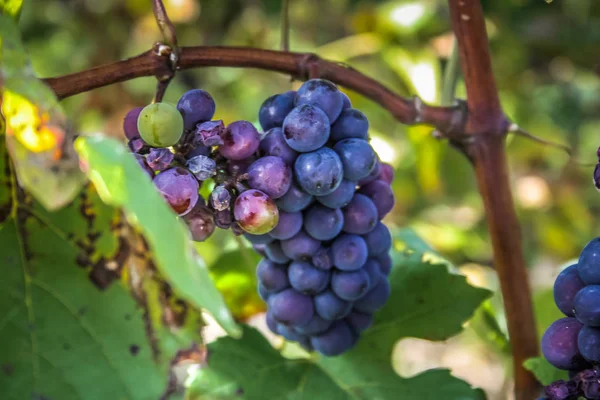 Utsikt Över Vingården Från Reims Champagne Inom Frankrike — Stockfoto