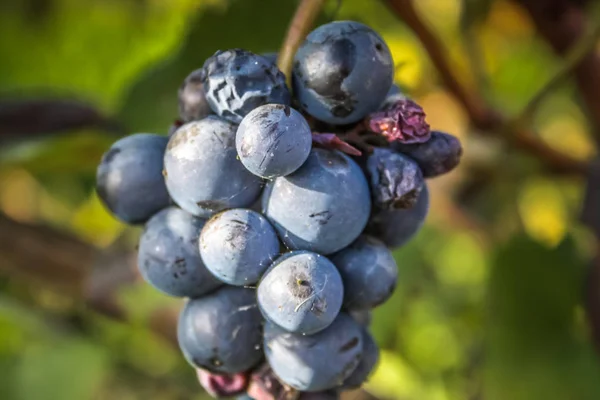 Veduta Del Vigneto Reims Champagne Francia — Foto Stock