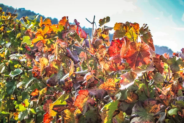 Blick Auf Den Weinberg Von Reims Champagnergebiet Frankreich — Stockfoto