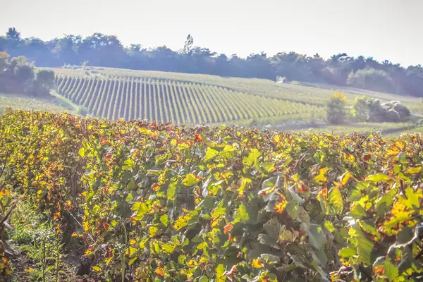 View Vineyard Reims Champagne Area France — Stock Photo, Image