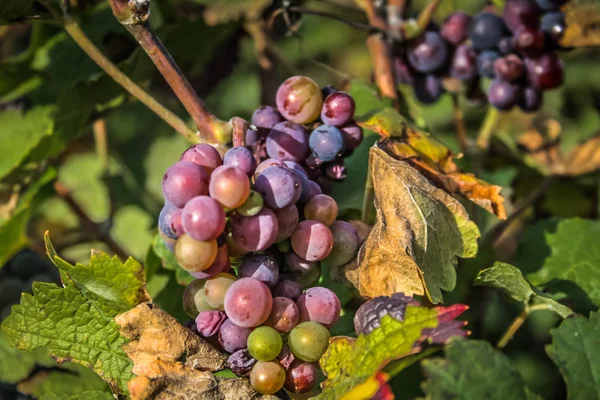 View Vineyard Reims Champagne Area France — Stock Photo, Image