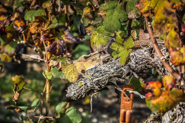 Pohled Vinice Remeš Oblasti Champagne Francie — Stock fotografie