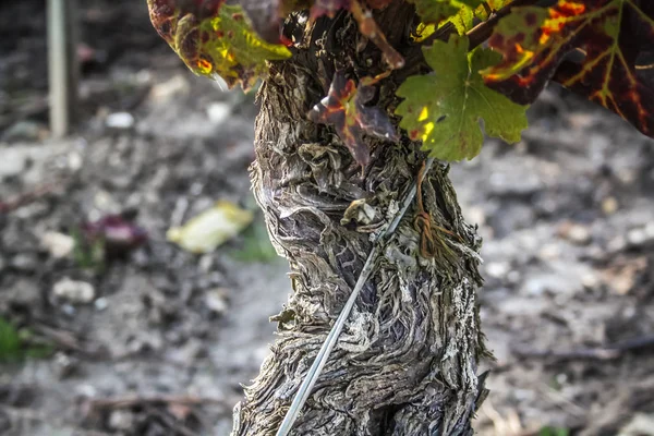 Utsikt Över Vingården Från Reims Champagne Inom Frankrike — Stockfoto