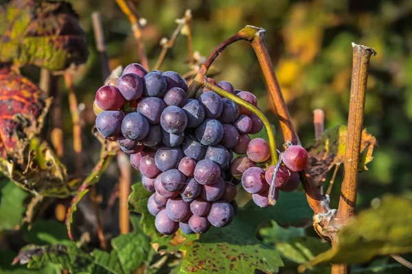 Veduta Del Vigneto Reims Champagne Francia — Foto Stock