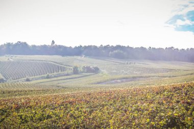 Reims Champagne alanda Fransa üzerinden bağ görünümünü
