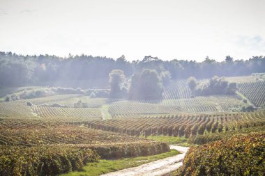 Reims Champagne alanda Fransa üzerinden bağ görünümünü