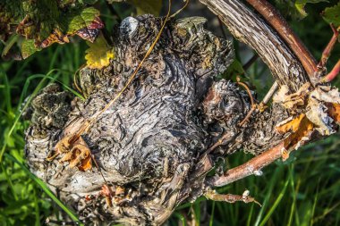 Reims Champagne alanda Fransa üzerinden bağ görünümünü