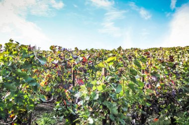 Bağ ve Reims Champagne içinde gelen üzüm closeup