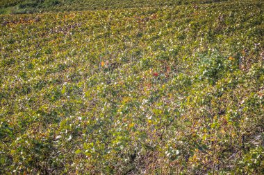 Bağ ve Reims Champagne içinde gelen üzüm closeup