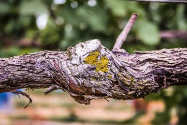Bağ ve Reims Champagne içinde gelen üzüm closeup