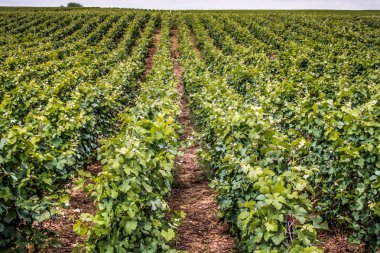 Bağ ve Reims Champagne içinde gelen üzüm closeup