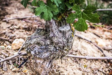 Bağ ve Reims Champagne içinde gelen üzüm closeup