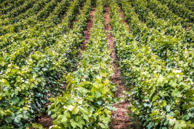 Bağ ve Reims Champagne içinde gelen üzüm closeup