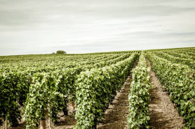 Bağ ve Reims Champagne içinde gelen üzüm closeup