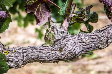 Bağ ve Reims Champagne içinde gelen üzüm closeup