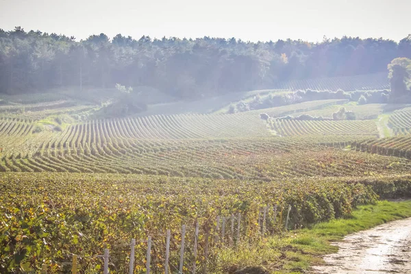 View Vineyard Reims Champagne Area France — Stock Photo, Image