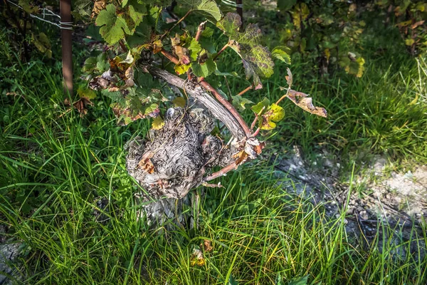 Blick Auf Den Weinberg Von Reims Champagnergebiet Frankreich — Stockfoto