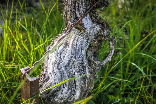 Blick Auf Den Weinberg Von Reims Champagnergebiet Frankreich — Stockfoto