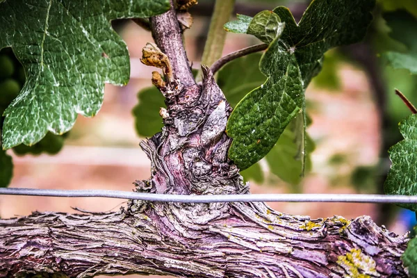 Vineyard Closeup Grapes Reims Champagne — Stock Photo, Image