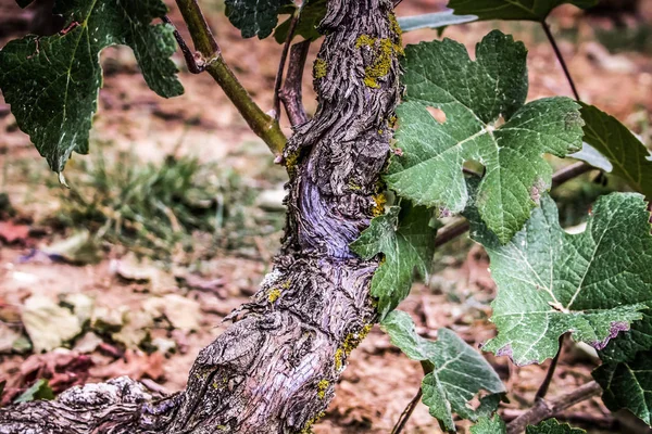 ブドウ畑とシャンパーニュ地方のランスからのブドウのクローズ アップ — ストック写真