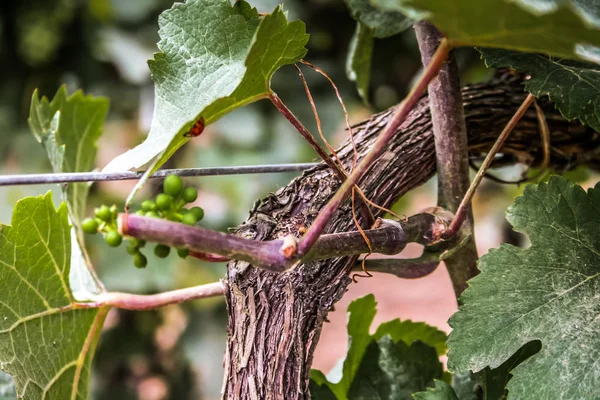 Vinha Closeup Uvas Reims Champagne — Fotografia de Stock