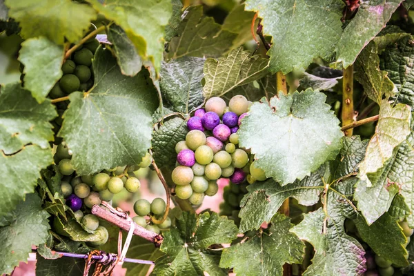 Vineyard Closeup Grapes Reims Champagne — Stock Photo, Image